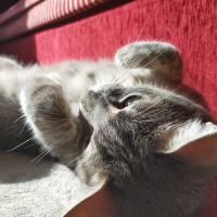 Tekir Kedi, Kedi  Duman fotoğrafı
