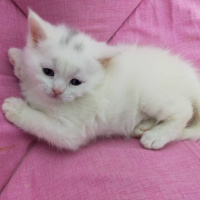 Tekir Kedi, Kedi  Duman fotoğrafı