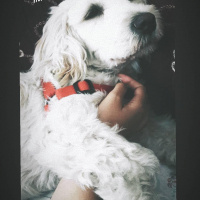Sokö (Sokak Köpeği), Köpek  İrma fotoğrafı