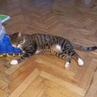 Tekir Kedi, Kedi  Zıpzıp fotoğrafı