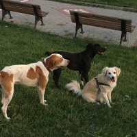 Golden Retriever, Köpek  Pakizesu fotoğrafı