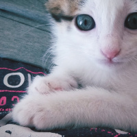 Tekir Kedi, Kedi  Papatya fotoğrafı