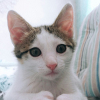 Tekir Kedi, Kedi  Papatya fotoğrafı
