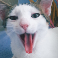 Tekir Kedi, Kedi  Papatya fotoğrafı