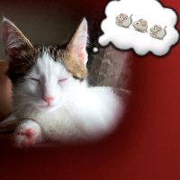 Tekir Kedi, Kedi  Papatya fotoğrafı