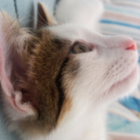 Tekir Kedi, Kedi  Papatya fotoğrafı