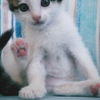 Tekir Kedi, Kedi  Papatya fotoğrafı