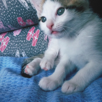 Tekir Kedi, Kedi  Papatya fotoğrafı