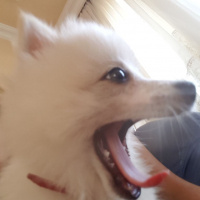 Pomeranyalı, Köpek  Ares fotoğrafı