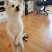 Pomeranyalı, Köpek  Ares fotoğrafı
