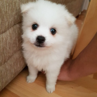 Pomeranyalı, Köpek  Ares fotoğrafı