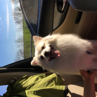 Pomeranyalı, Köpek  Ares fotoğrafı