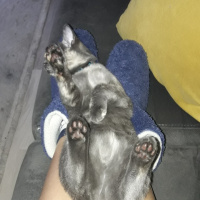 Tekir Kedi, Kedi  Nakla fotoğrafı