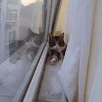 Tekir Kedi, Kedi  Ayvaz fotoğrafı