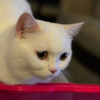 British Shorthair, Kedi  Mia fotoğrafı