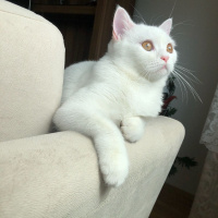 British Shorthair, Kedi  Mia fotoğrafı