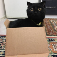 British Shorthair, Kedi  Oreo fotoğrafı