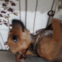 Chihuahua, Köpek  Zeus fotoğrafı