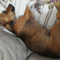 Chihuahua, Köpek  Zeus fotoğrafı