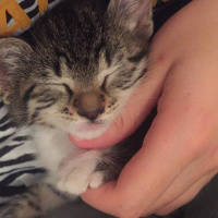 Tekir Kedi, Kedi  Monika fotoğrafı