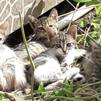Tekir Kedi, Kedi  Isimsizler fotoğrafı