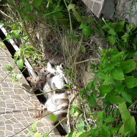 Tekir Kedi, Kedi  Isimsizler fotoğrafı