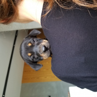 Sokö (Sokak Köpeği), Köpek  Findik fotoğrafı