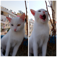 Van Kedisi, Kedi  İce fotoğrafı