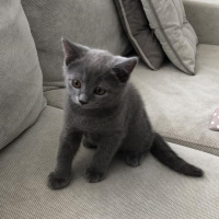 British Shorthair, Kedi  Tarçın fotoğrafı