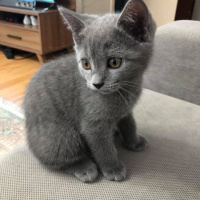 British Shorthair, Kedi  Tarçın fotoğrafı