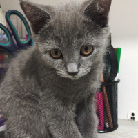 British Shorthair, Kedi  Tarçın fotoğrafı