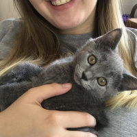 British Shorthair, Kedi  Tarçın fotoğrafı