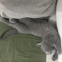 British Shorthair, Kedi  Tarçın fotoğrafı