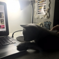 British Shorthair, Kedi  Tarçın fotoğrafı