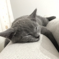 British Shorthair, Kedi  Tarçın fotoğrafı