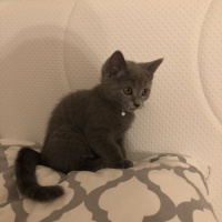 British Shorthair, Kedi  Tarçın fotoğrafı