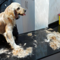 Amerikan Cocker Spaniel, Köpek  Jaime fotoğrafı