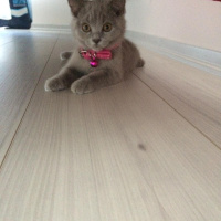 British Shorthair, Kedi  kontes fotoğrafı