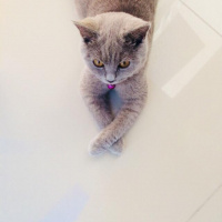 British Shorthair, Kedi  kontes fotoğrafı