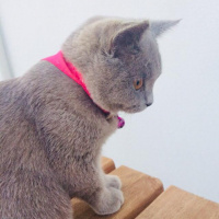 British Shorthair, Kedi  kontes fotoğrafı