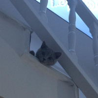 British Shorthair, Kedi  kontes fotoğrafı