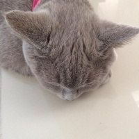 British Shorthair, Kedi  kontes fotoğrafı