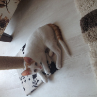 Tekir Kedi, Kedi  Mirmir fotoğrafı