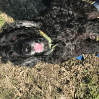 Amerikan Cocker Spaniel, Köpek  Biber fotoğrafı