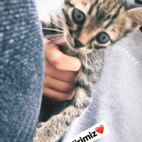 Tekir Kedi, Kedi  Boncuk fotoğrafı