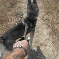 Sibirya Kurdu (Husky), Köpek  gölge fotoğrafı