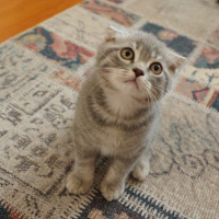 Scottish Fold, Kedi  Duman fotoğrafı