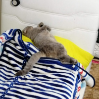 Scottish Fold, Kedi  Duman fotoğrafı