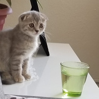 Scottish Fold, Kedi  ısabel fotoğrafı