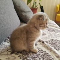 Scottish Fold, Kedi  ısabel fotoğrafı